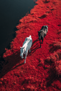 wild-horses-print
