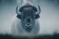 morning-buffalo-print