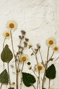 daisies-print